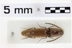 Foto (Dorsalansicht) von Megapenthes angularis (LeConte, 1866)